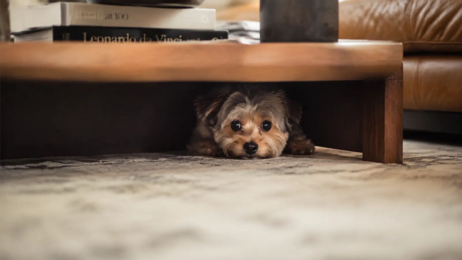Small dog hiding under a low wooden coffee table, peering out with wide eyes
