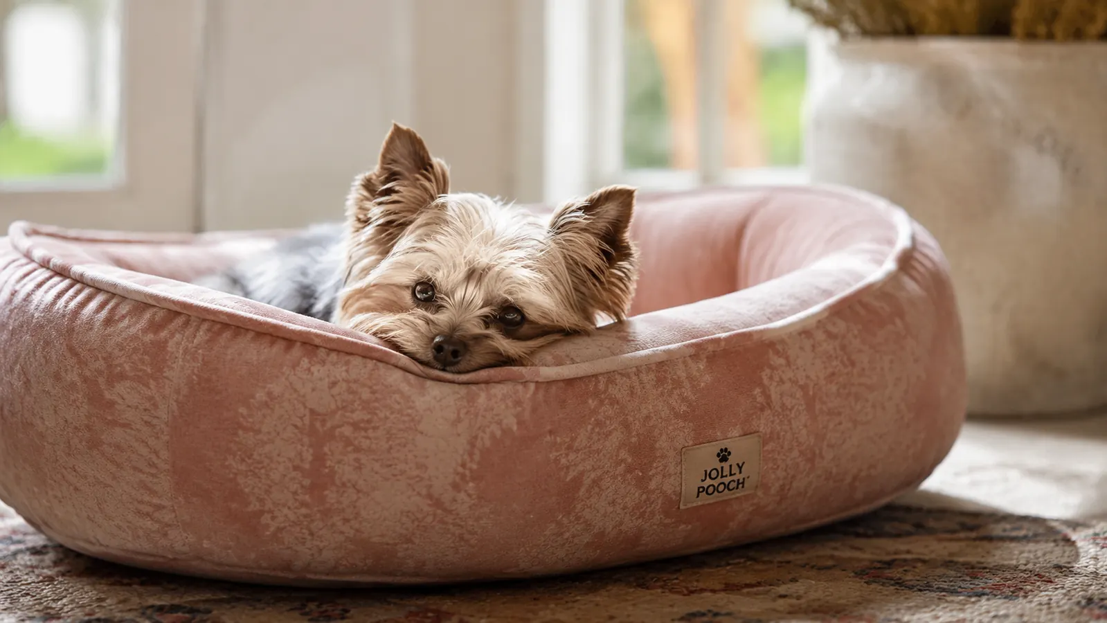 10 Signs Your Small Dog Needs an Orthopedic Bed (Not Just a Soft One)