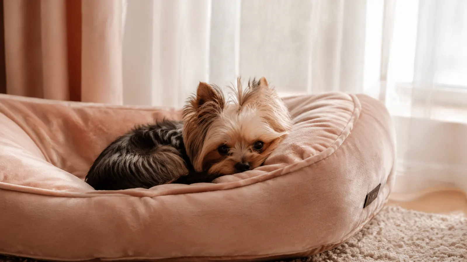 Bedsure Orthopedic Dog Bed Honest Review: The Angle Nobody Mentions (Washability Over Time)