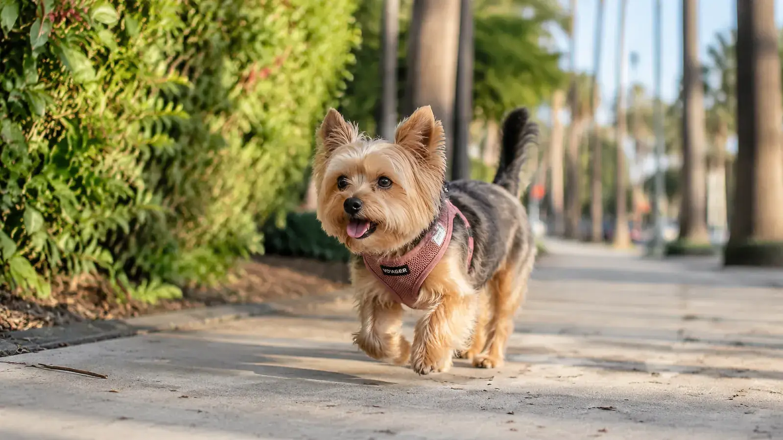 Small Yorkie walking on a shaded sidewalk in South Florida, tail up, wearing a soft mesh harness