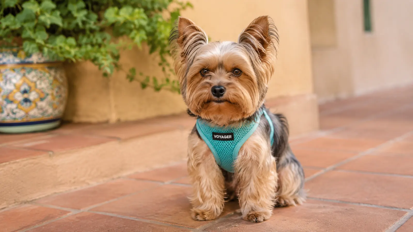 EcoBark Step-In Harness Honest Review: The Durability and Escape Test Nobody Runs